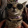 cat, tabby, sunglasses, heart_shaped, collar, pet, animal, indoor, hands, person, feline, close_up, cute, whiskers, face, fashion, accessory, cozy, soft_lighting, portrait