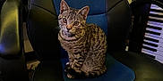 Doja is registered to the contest to win money with this photo: animal, black, blue, cat, chair, cozy, curious, cute, feline, fur, home, indoor, keyboard, looking, musical_instrument, office_chair, pet, seated, striped, tabby