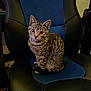 Doja is registered to the contest to win money with this photo: cat, tabby, chair, office_chair, indoor, pet, feline, striped, curious, looking, seated, black, blue, keyboard, musical_instrument, home, cozy, fur, animal, cute