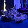 Doja is registered to the contest to win money with this photo: cat, tabby, sleeping, paw, fur, closeup, indoors, bedroom, blanket, purple_light, relaxing, cozy, feline, animal, cute, pet, resting, soft, whiskers, nap