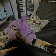 Doja is registered to the contest to win money with this photo: black_surface, casual, cat, cozy, ears, feline, fur, indoor, keyboard, mirror, paw, pet, purple_sweater, relaxed, soft_lighting, stretching, striped, tabby, whiskers, yellow_eyes