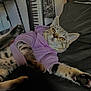 black_surface, casual, cat, cozy, ears, feline, fur, indoor, keyboard, mirror, paw, pet, purple_sweater, relaxed, soft_lighting, stretching, striped, tabby, whiskers, yellow_eyes