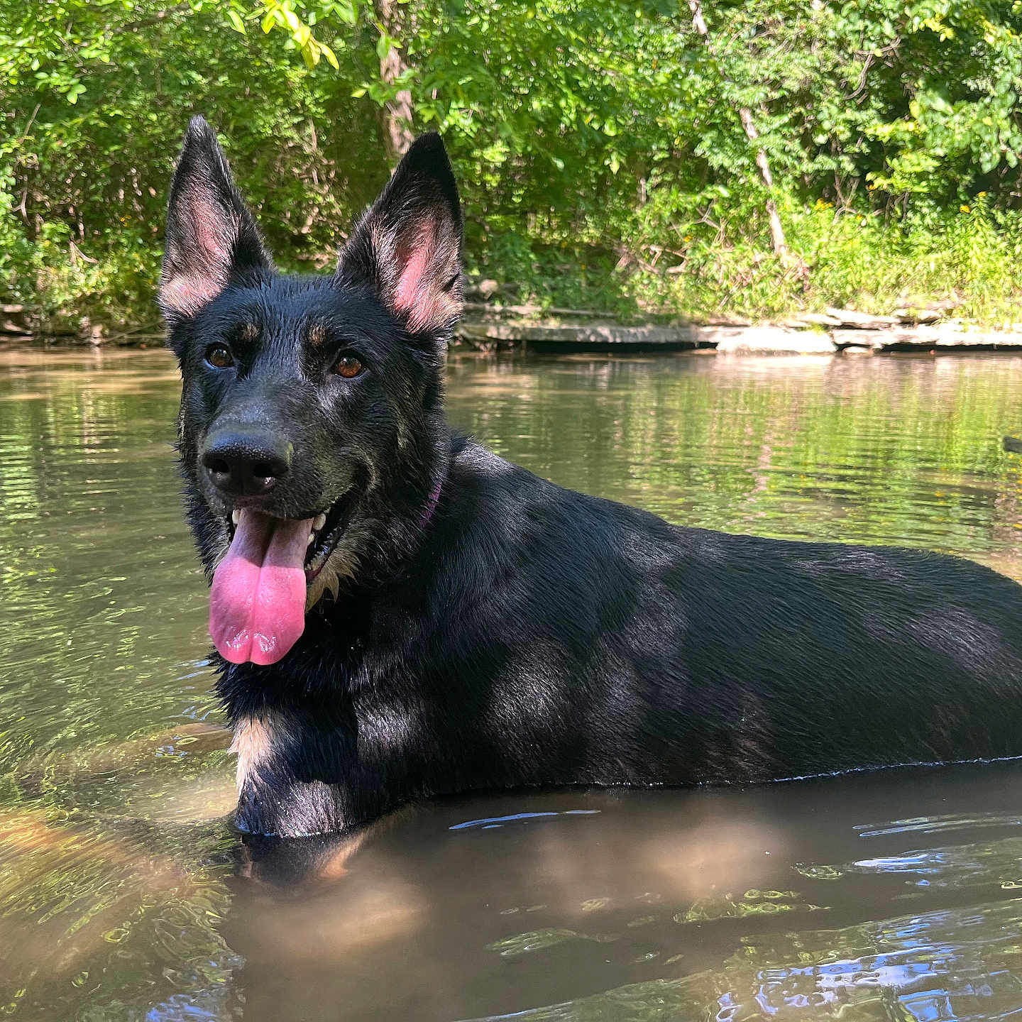Lula is registered to the contest to win money with this photo: animal, bodypart, canine, dog, germanshepherd, grass, lake, land, mouth, nature, outdoors, person, pet, plant, pond, puppy, tongue, tree, vegetation, water