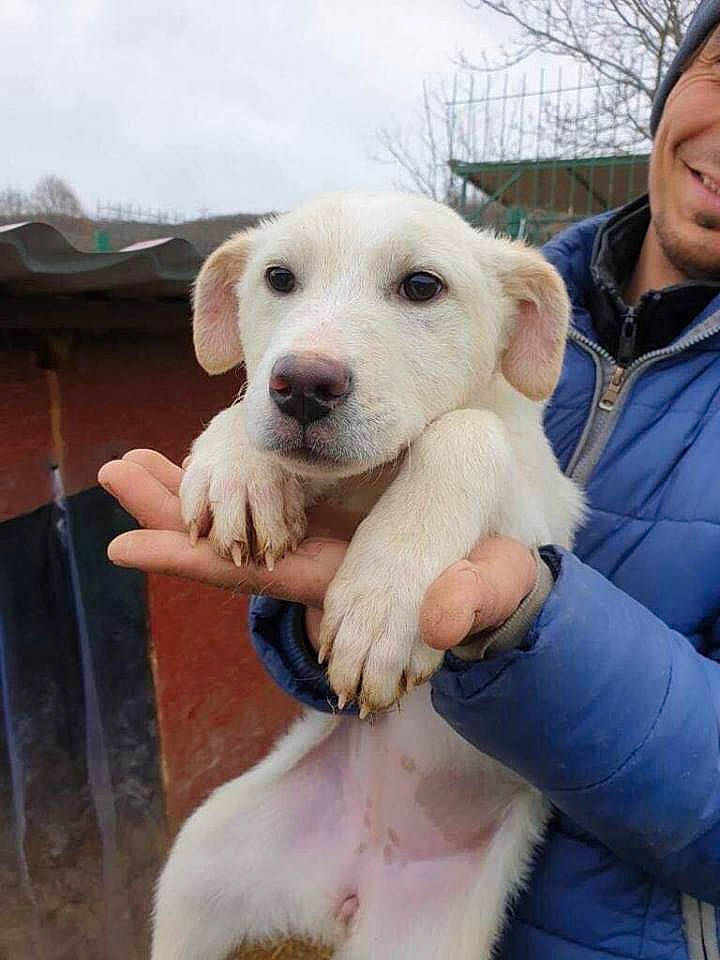 Marry participe au concours pour gagner de l'argent avec cette photo : akbash_dog, canidae, carnivore, companion_dog, dog, dog_breed, fawn, golden_retriever, istrian_coarse_haired_hound, labrador_retriever, mammal, puppy, puppy_love, rare_breed_dog, retriever, sporting_group, vertebrate
