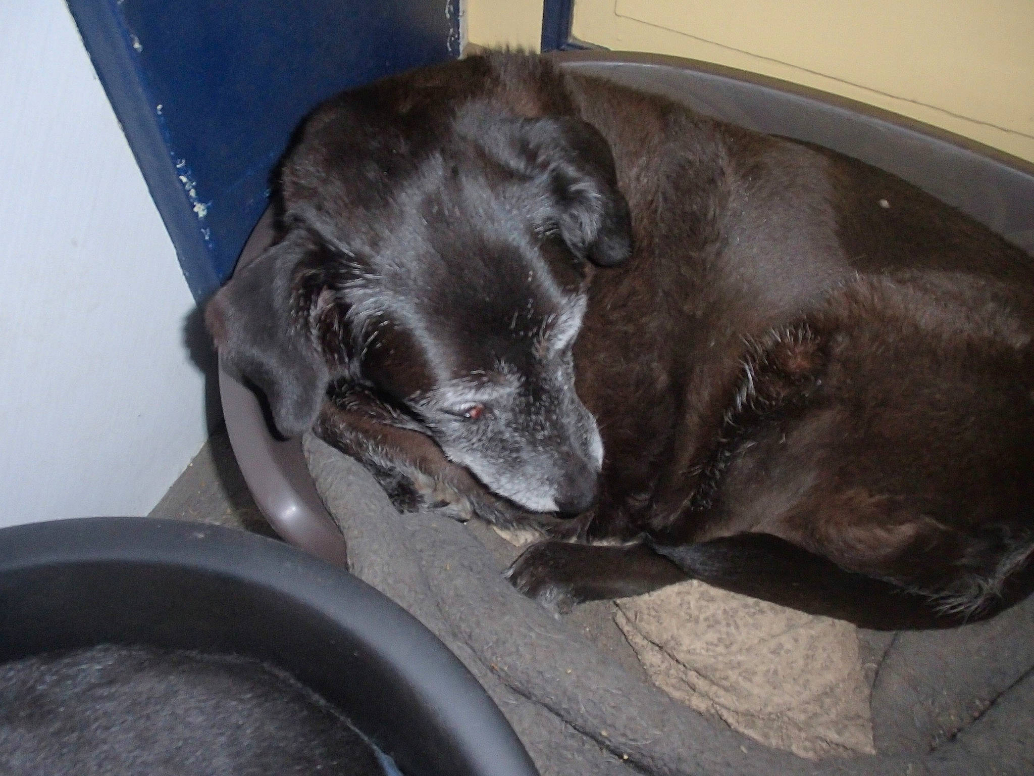 Marry a rejoint le concours — aidez-le/la à gagner de superbes lots ! canidae, carnivore, dog, dog_breed, pointer, snout, sporting_group, weimaraner