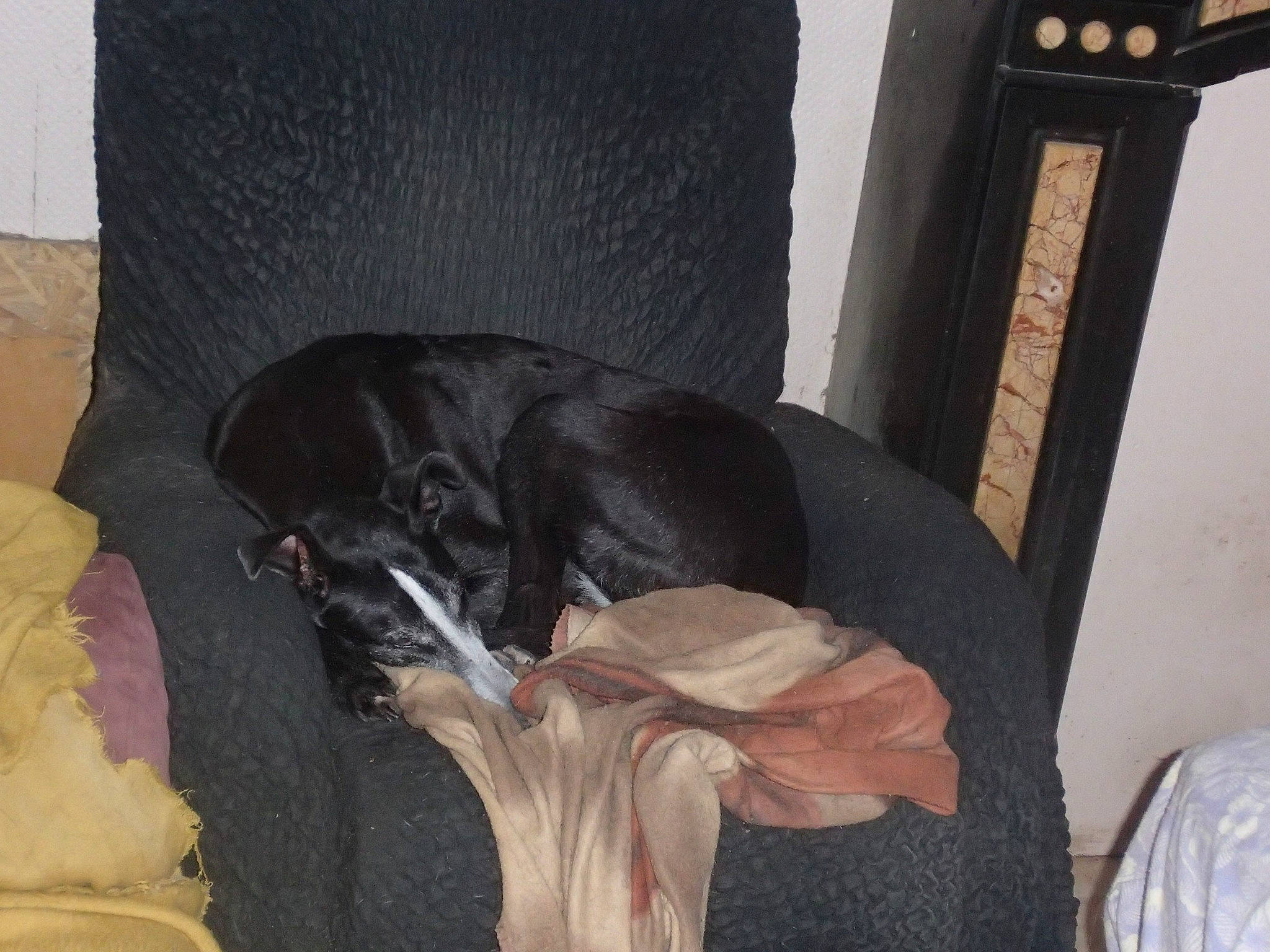 Marry a rejoint le concours — aidez-le/la à gagner de superbes lots ! borador, canidae, carnivore, companion_dog, dog, dog_breed, sporting_group