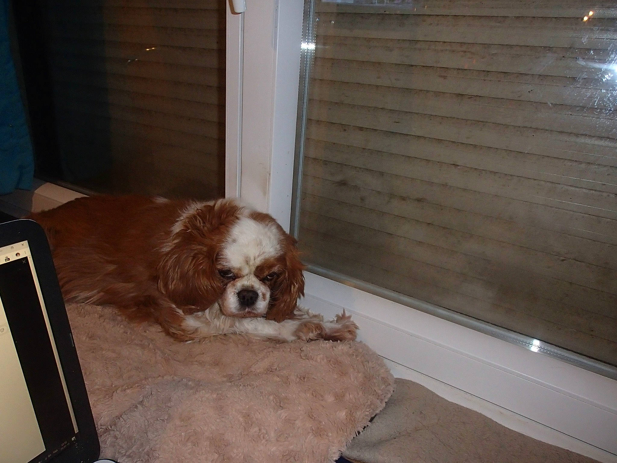 Marry a rejoint le concours — aidez-le/la à gagner de superbes lots ! canidae, carnivore, cavalier_king_charles_spaniel, companion_dog, dog, dog_breed, fawn, king_charles_spaniel, mammal, phalene, sporting_group, toy_dog, vertebrate