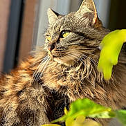 Mounette a rejoint le concours — aidez-le/la à gagner de superbes lots ! cat, tabby_cat, long_hair, fur, whiskers, yellow_eyes, close_up, portrait, sunlight, window, indoor, plant, leaf, ear, nose, gaze, fluffy, pet, mammal, relaxed