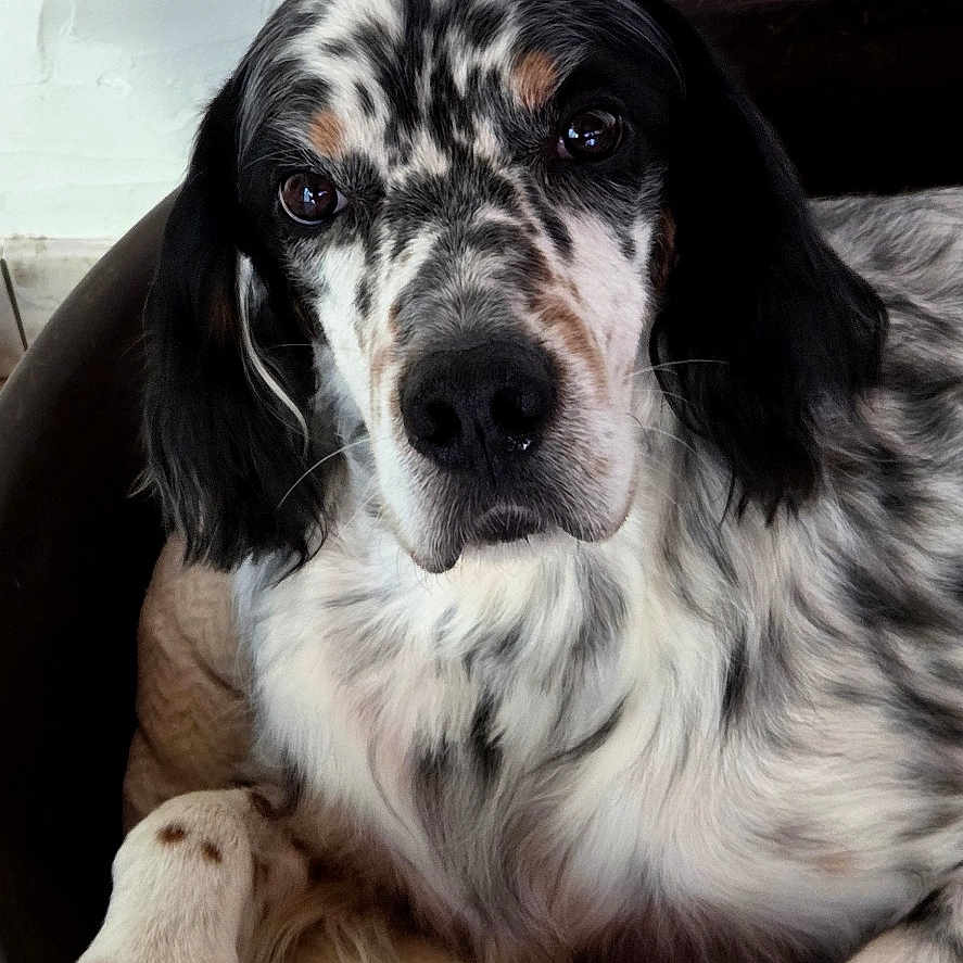 Pepper a rejoint le concours — aidez-le/la à gagner de superbes lots ! animal, bed, black_and_white, blanket, calm, canine, comfort, cozy, dog, fur, indoor, long_ears, looking_at_camera, paw, pet, portrait, quiet, relaxed, resting, spotted