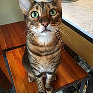 Meowser joined the competition — help win amazing prizes! brown, cat, close_up, curious, domestic_animal, ears, feline, fur, green_eyes, household, indoor, kitchen_counter, looking_up, pet, sitting, striped, tabby, table, whiskers, wooden_chair