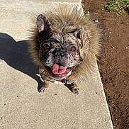 Caine is registered to the contest to win money with this photo: dog, french_bulldog, pet, canine, fur_coat, outdoor, sidewalk, sunlight, tongue_out, happy, brown, black, white, animal, fur, snout, ears, grass, dirt, pavement