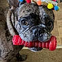 Caine joined the competition — help win amazing prizes! dog, french_bulldog, brindle, sombrero, hat, toy, red_toy, indoor, carpet, tile_floor, pet, animal, cute, playful, close_up, portrait, ears, mouth, brown, small_dog