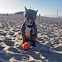 Caine joined the competition — help win amazing prizes! dog, french_bulldog, beach, sand, tennis_ball, leash, collar, sunlight, outdoor, pet, animal, playful, daytime, sky, recreation, vacation, texture, nature, canine, brown