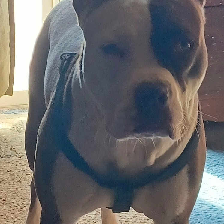 Rosie is registered to the contest to win money with this photo: alert, animal, brown, canine, carpet, curtain, dog, domestic, door, ears, floor, focused, furniture, harness, indoor, pet, shadow, standing, sunlight, white