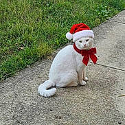 Ghost is registered to the contest to win money with this photo: animal, cat, christmas, cute, decoration, festive, fur, grass, holiday, holiday_season, nature, outdoor, pet, portrait, red_bow, santa_hat, sidewalk, sitting, white_cat, winter