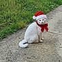 animal, cat, christmas, cute, decoration, festive, fur, grass, holiday, holiday_season, nature, outdoor, pet, portrait, red_bow, santa_hat, sidewalk, sitting, white_cat, winter