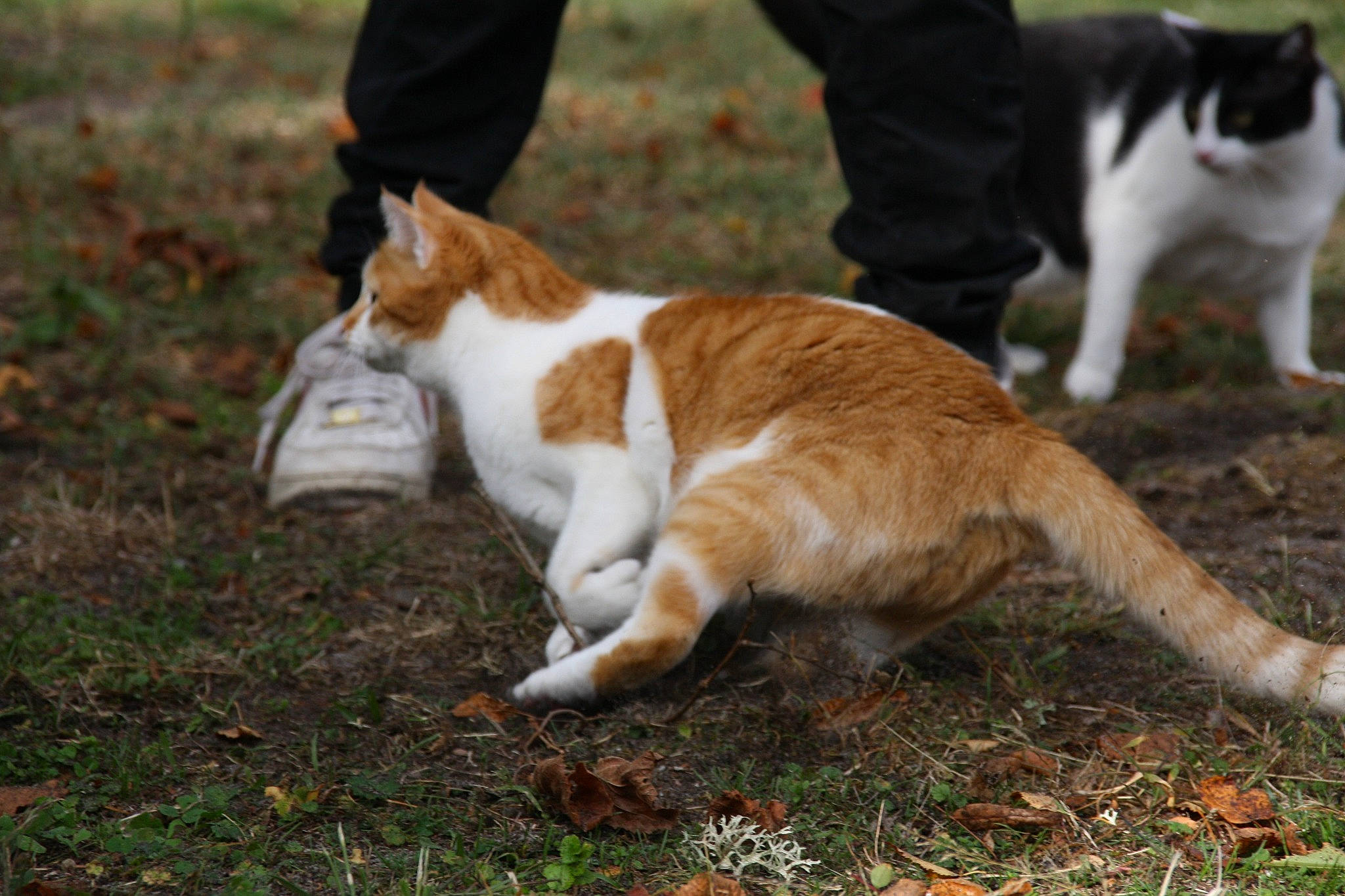 Romy participe au concours pour gagner de l'argent avec cette photo : canidae, carnivore, cat, companion_dog, dog_breed, domestic_short_haired_cat, fawn, felidae, fur, grass, human_leg, plant, small_to_medium_sized_cats, snout, sporting_group, tail, terrestrial_animal, tree, whiskers, wood