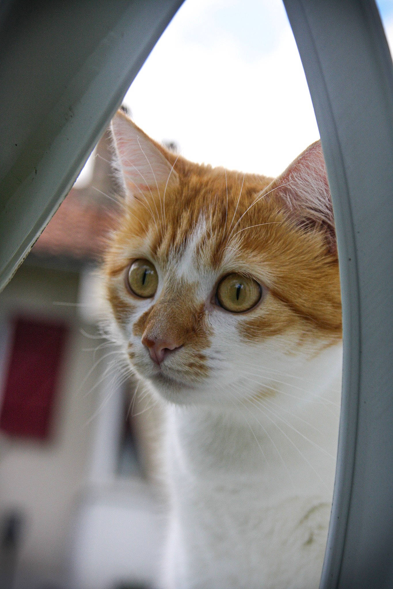 Romy participe au concours pour gagner de l'argent avec cette photo : automotive_lighting, carnivore, cat, circle, cloud, domestic_short_haired_cat, door, eyelash, fawn, felidae, fur, glass, iris, rear_view_mirror, sky, small_to_medium_sized_cats, snout, whiskers, window, wood