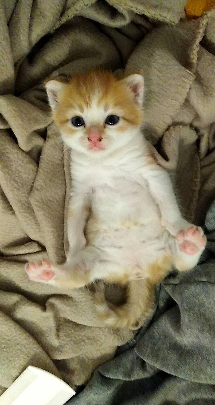 Romy participe au concours pour gagner de l'argent avec cette photo : carnivore, cat, claw, comfort, domestic_short_haired_cat, fawn, felidae, fur, iris, paw, sitting, small_to_medium_sized_cats, snout, tail, terrestrial_animal, whiskers