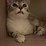 Vaïana participe au concours pour gagner de l'argent avec cette photo : cat, tongue_out, wide_eyes, wooden_box, curious, cute, pet, animal, feline, whiskers, paws, indoor, close_up, resting, tabby, fur, small_space, looking_up, cute_expression, domestic_cat