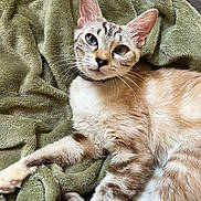 Vaïana a rejoint le concours — aidez-le/la à gagner de superbes lots ! cat, feline, pet, blue_eyes, striped_fur, relaxed, lying_down, blanket, green_blanket, soft_texture, whiskers, ears, paw, domestic_animal, indoor, close_up, curious, fur_pattern, collar, resting