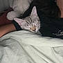Vaïana a rejoint le concours — aidez-le/la à gagner de superbes lots ! cat, sleeping, blanket, plush_toy, person, indoor, cozy, resting, bed, comfort, animal, pet, feline, relaxation, soft, cuddly, home, quiet, snuggle, nap