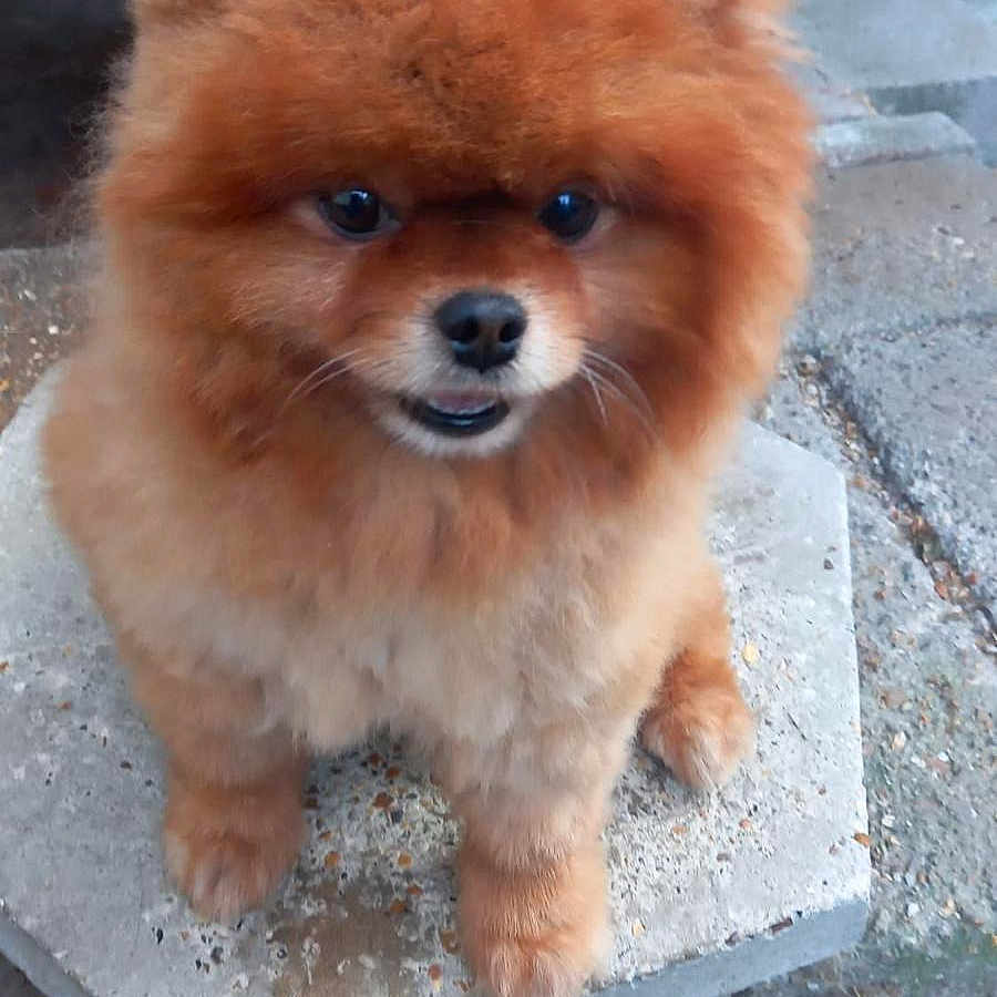 Bibi is registered to the contest to win money with this photo: animal, canine, chow, concrete, construction, dog, eskimodog, flagstone, lesserpanda, path, pet, puppy, rock, sidewalk, slate, walkway, whitedog