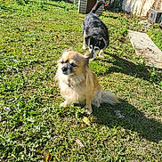 Snoopy Et Olie participe au concours pour gagner de l'argent avec cette photo : dog, outdoor, grass, yard, sunlight, doghouse, pet, nature, canine, animal, greenery, sunny, garden, two_dogs, fur, playful, domestic_animal, mammal, companions, daytime