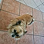 dog, small_dog, fluffy, brown_fur, cream_fur, pet, animal, looking_up, ears, floor, tiles, indoor, curious, cute, companion, domestic_animal, friendly, fur, canine, tile_floor