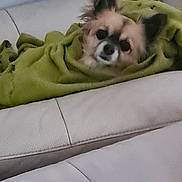 Olie a rejoint le concours — aidez-le/la à gagner de superbes lots ! animal, blanket, companion, couch, cozy, curious, cute, dog, fur, fur_ears, green_blanket, home, indoor, leather, pet, relaxed, resting, small_dog, white_couch, wrapped