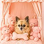 Olie a rejoint le concours — aidez-le/la à gagner de superbes lots ! dog, small_dog, chihuahua, plush_toys, teddy_bears, pink, bed, cushion, canopy, soft_toys, pet, cute, fluffy, indoors, animal, stuffed_animals, toy, portrait, cozy, decor