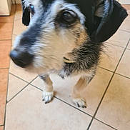 Snoopy a rejoint le concours — aidez-le/la à gagner de superbes lots ! animal, black_and_white, blurry, canine, close_up, companion, dog, domestic, ears, fur, indoor, looking_away, paws, pet, portrait, snout, standing, tile_floor, whiskers, young_dog