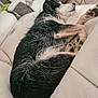 animal, black_and_white, blanket, canine, comfort, couch, cozy, dog, domestic, fur, furniture, home, indoor, living_room, paw, pet, relaxed, resting, sleeping, snout