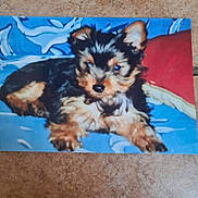 Clochette participe au concours pour gagner de l'argent avec cette photo : puppy, dog, small_dog, fluffy, blue_blanket, red_cushion, indoor, pet, animal, cute, lying_down, fur, ears, face, resting, cozy, brown, black, young, adorable