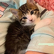 Cupcake joined the competition — help win amazing prizes! animal, arm, cat, closeup, clothing, comfort, cozy, cute, eyes, face, fur, fuzzy, indoor, kitten, paw, pet, pink, resting, sleeve, soft