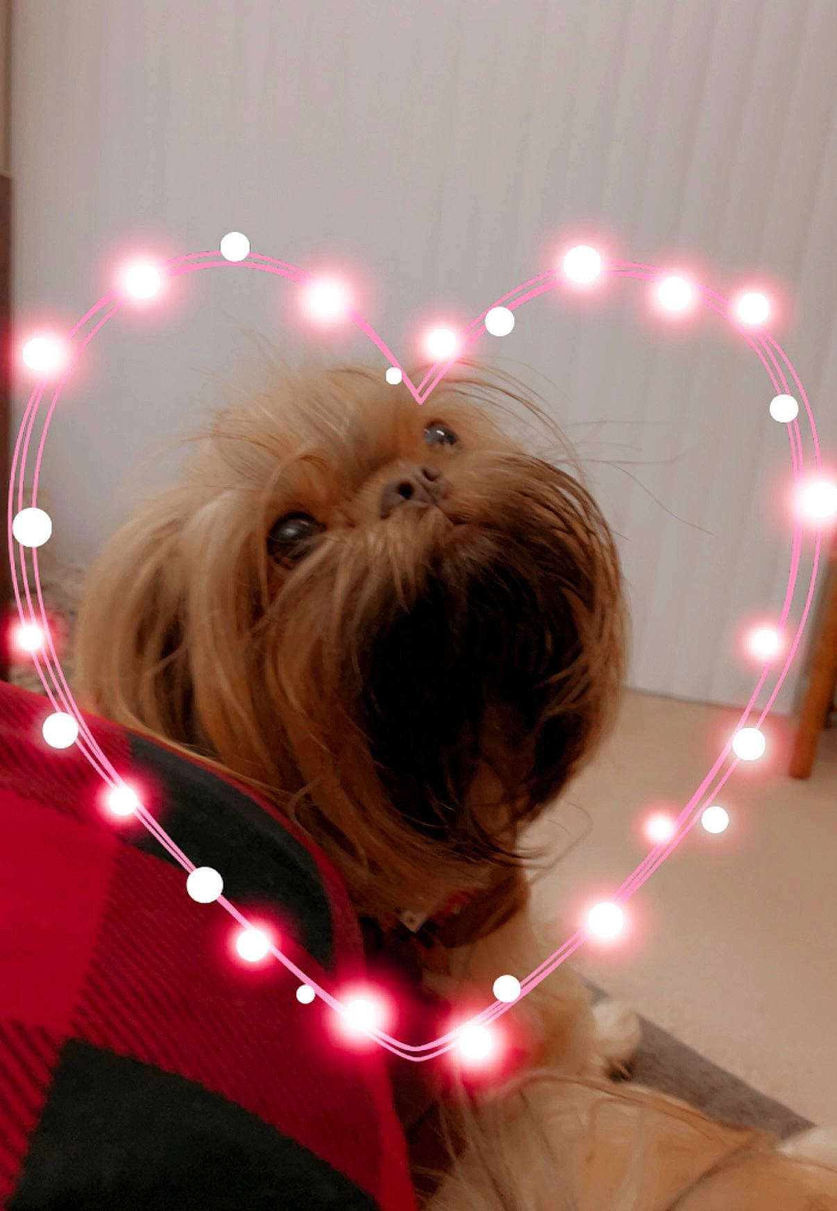 Finnegan is registered to the contest to win money with this photo: canidae, carnivore, circle, companion_dog, dog, dog_breed, event, fawn, fun, fur, light, lighting, liver, magenta, pink, small_terrier, snout, sporting_group, terrier, toy_dog