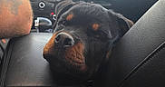Titan is registered to the contest to win money with this photo: rottweiler, puppy, dog, car_interior, center_console, armrest, dashboard, tattoo, human_arm, window, sky, trees, vent, leather_seat, black_dog, pet, resting, cute, animal, transportation