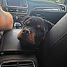 rottweiler, puppy, dog, car_interior, center_console, armrest, dashboard, tattoo, human_arm, window, sky, trees, vent, leather_seat, black_dog, pet, resting, cute, animal, transportation
