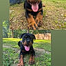 Titan joined the competition — help win amazing prizes! rottweiler, puppy, dog, grass, outdoor, tongue_out, playful, black_and_tan, pet, animal, nature, young_dog, canine, happy, summer, sunlight, greenery, cute, lying_down, fence