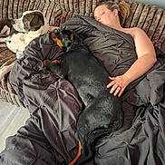 Titan joined the competition — help win amazing prizes! person, dog, couch, blanket, sleeping, resting, indoor, pet, cozy, relaxed, animal, fur, brown, black, white, face, hand, comfort, nap, home