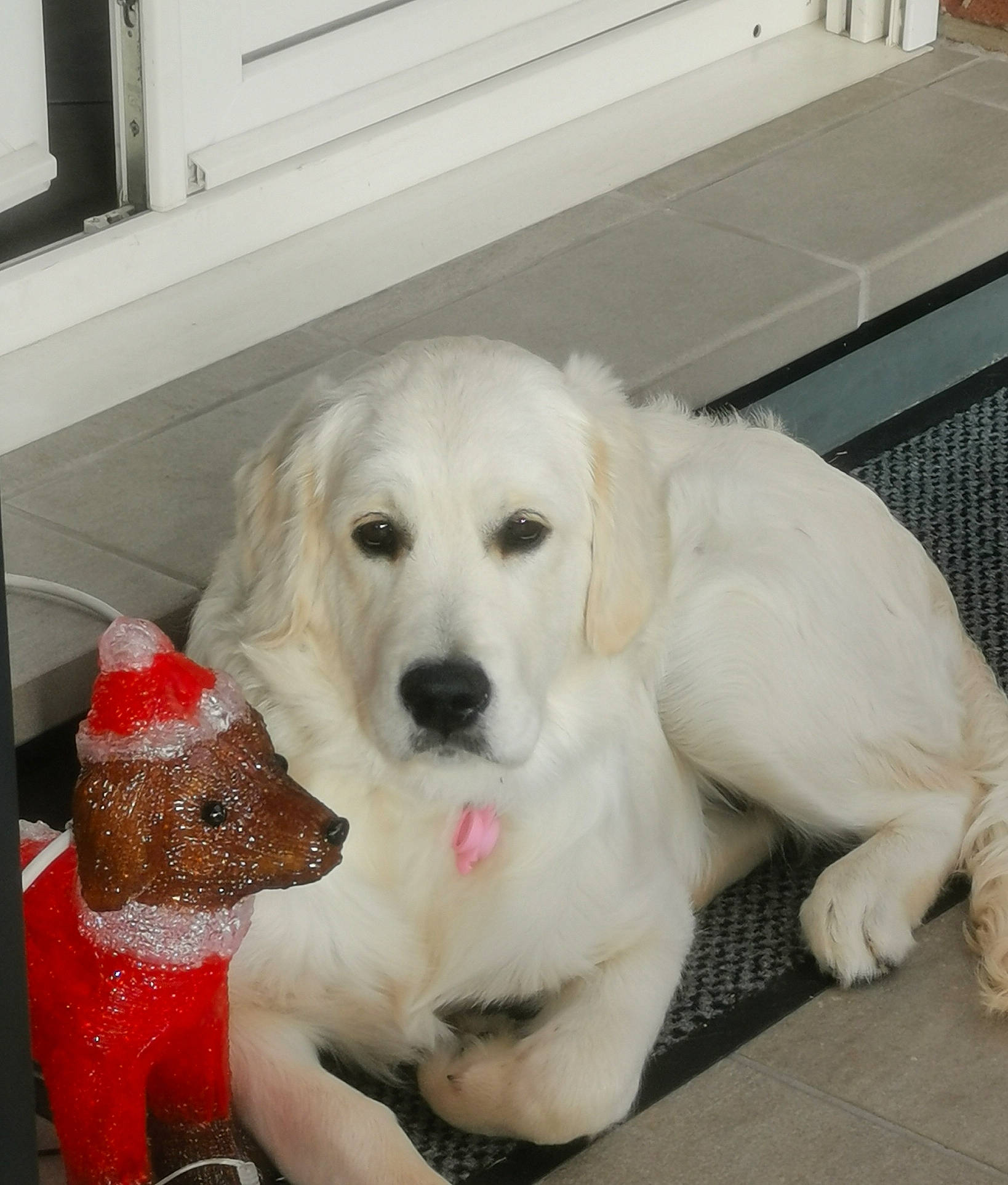 Sally a rejoint le concours — aidez-le/la à gagner de superbes lots ! canidae, carnivore, companion_dog, dog, dog_breed, dog_supply, fawn, flooring, fur, non_sporting_group, paw, pet_supply, puppy, puppy_love, retriever, snout, sporting_group, tail, whiskers, working_animal