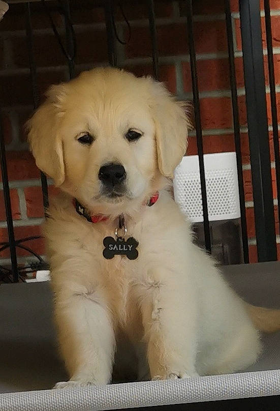 Sally participe au concours pour gagner de l'argent avec cette photo : canidae, carnivore, collar, companion_dog, dog, dog_breed, dog_collar, dog_supply, fawn, fur, golden_retriever, labradoodle, maltepoo, pet_supply, puppy_love, snout, sporting_group, toy_dog, whiskers, working_animal