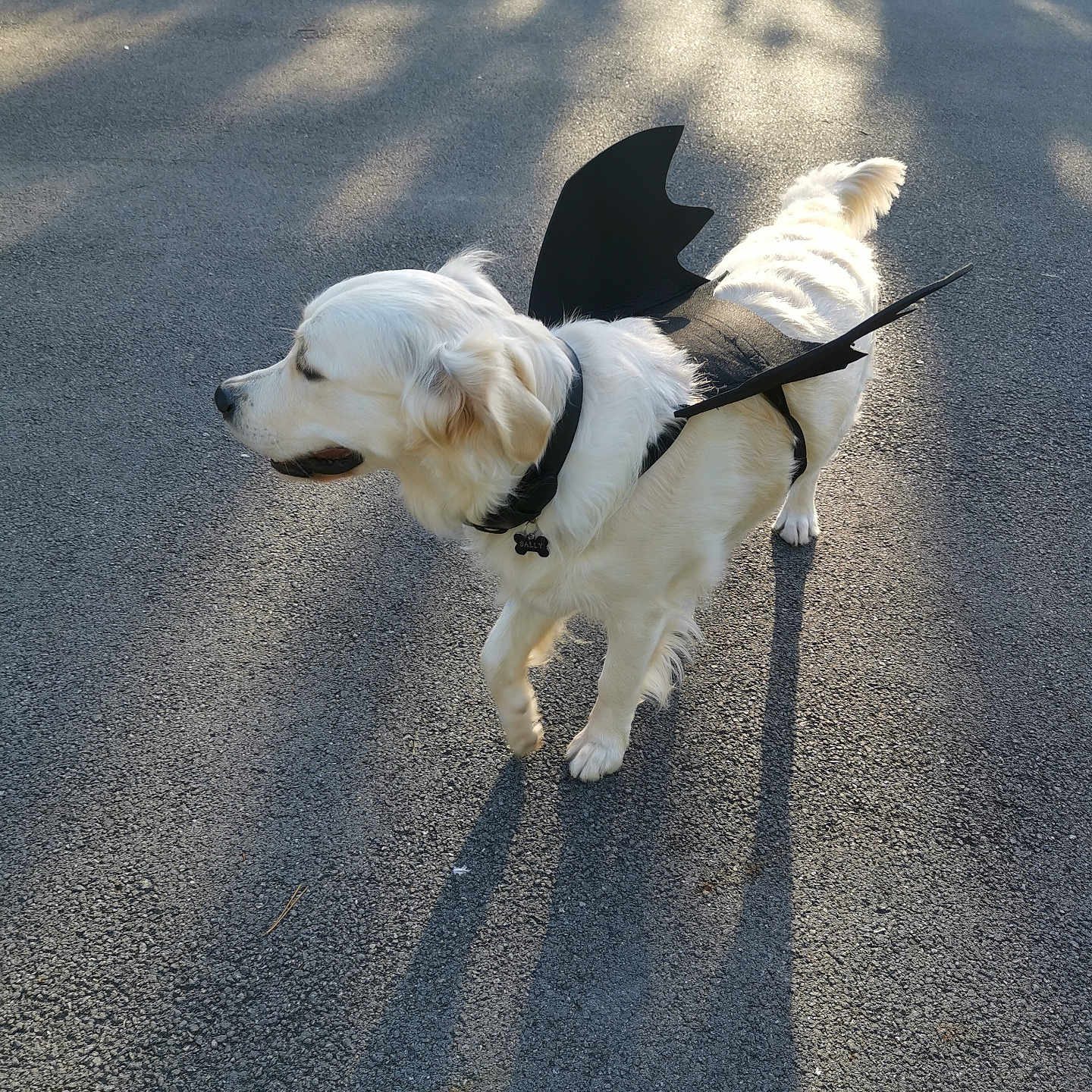 Sally participe au concours pour gagner de l'argent avec cette photo : accessories, animal, canine, cockerspaniel, dog, eskimodog, goldenretriever, hound, labradorretriever, leash, papillon, person, pet, puppy, road, strap, tarmac, terrier, walkingdog, whitedog