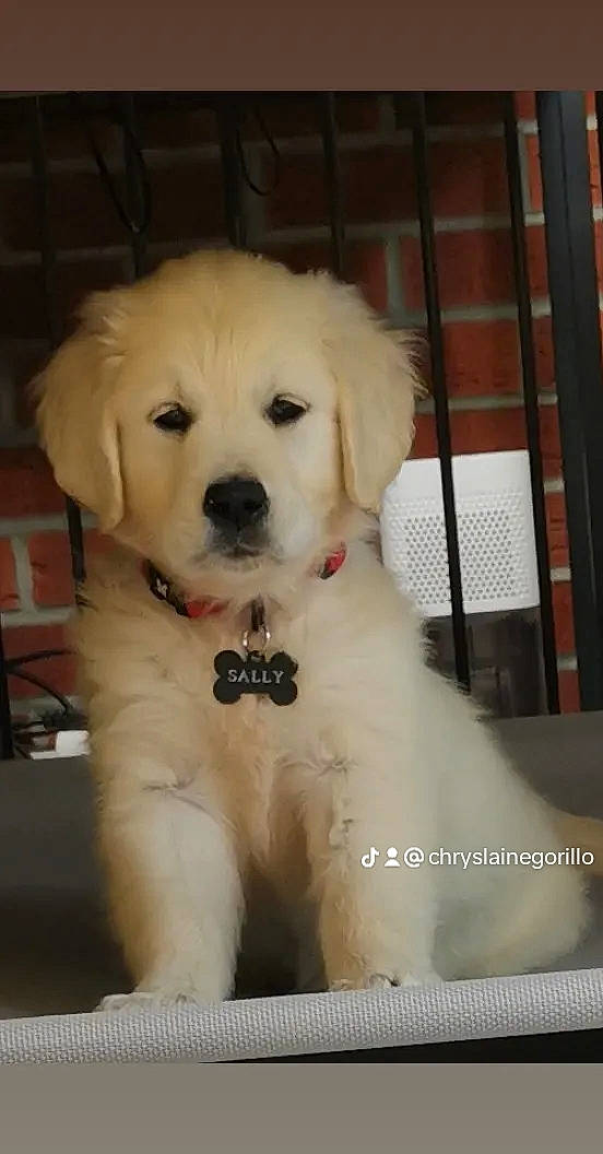 Sally participe au concours pour gagner de l'argent avec cette photo : canidae, carnivore, collar, companion_dog, dog, dog_breed, dog_collar, dog_supply, fawn, fur, maltepoo, non_sporting_group, pet_supply, puppy, puppy_love, snout, sporting_group, toy_dog, whiskers, working_animal