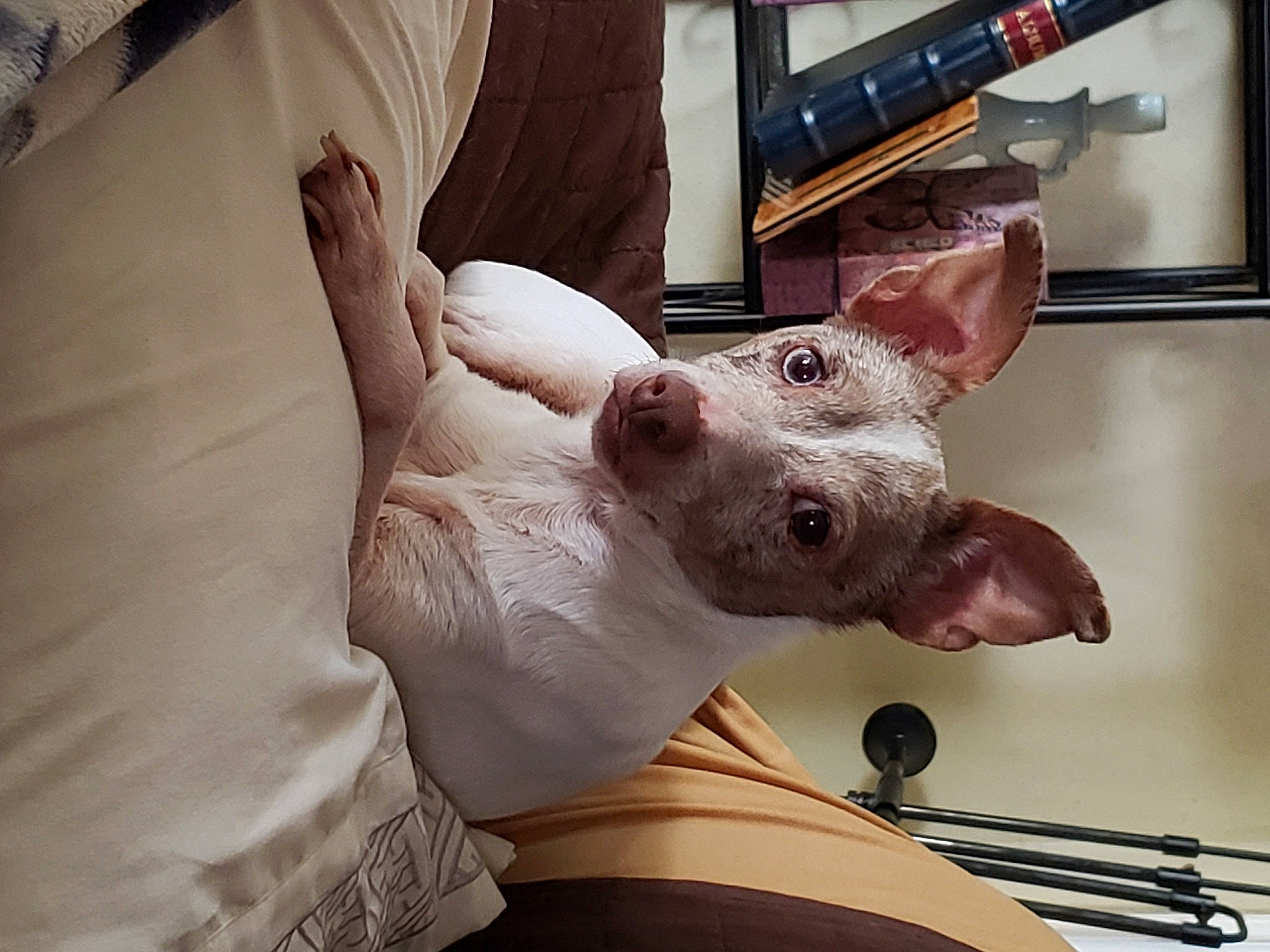 Bb Lynn joined the competition — help win amazing prizes! canidae, carnivore, collar, comfort, companion_dog, computer_keyboard, dog, dog_breed, ear, fawn, flesh, foot, gesture, jaw, metal, non_sporting_group, sporting_group, terrestrial_animal, whiskers, working_animal