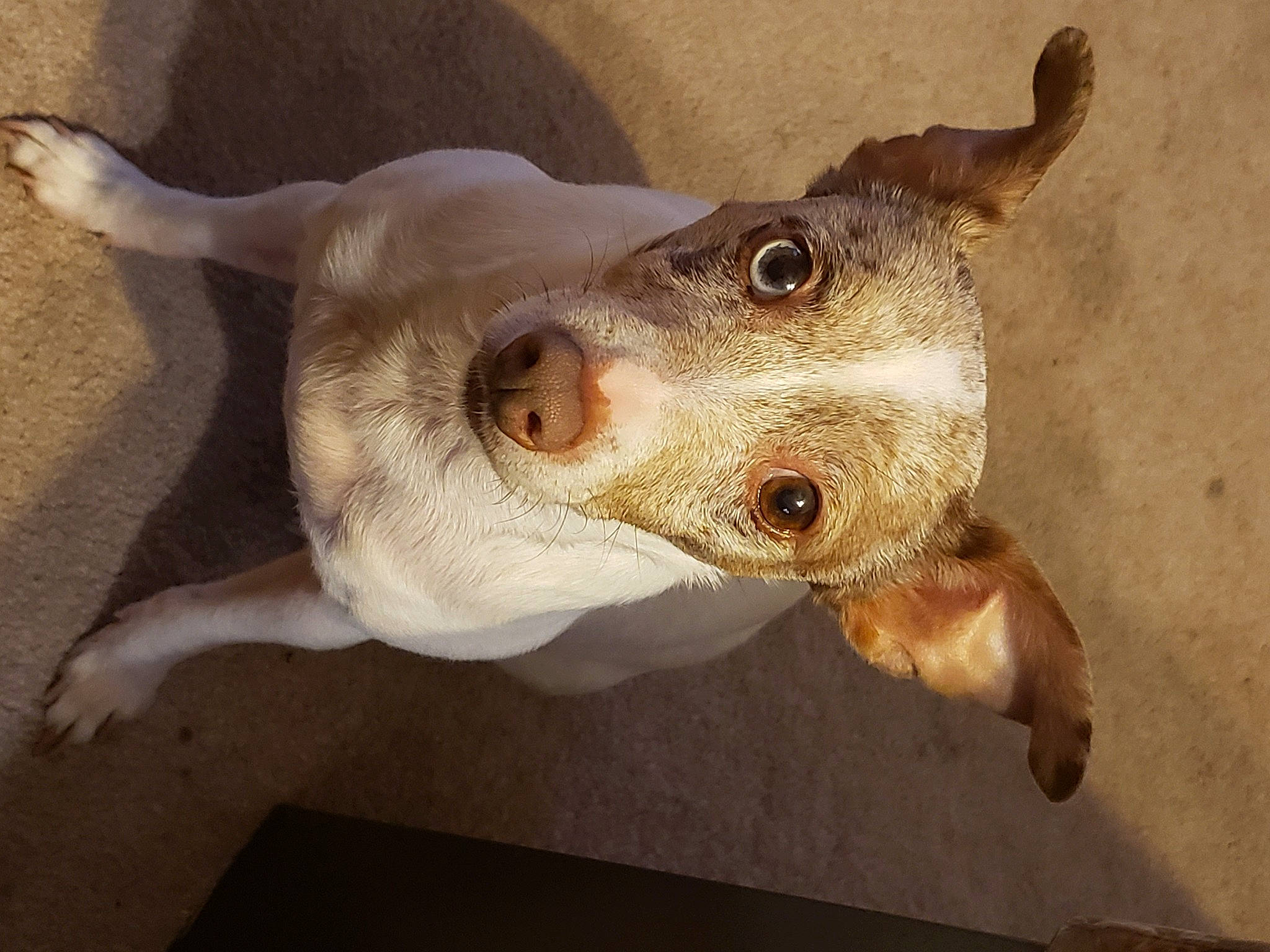 Bb Lynn is registered to the contest to win money with this photo: art, canidae, carnivore, dog, dog_breed, ear, fawn, fish, food, jaw, mammal, reptile, snout, sporting_group, tail, terrestrial_animal, vertebrate, whiskers, wood, working_animal