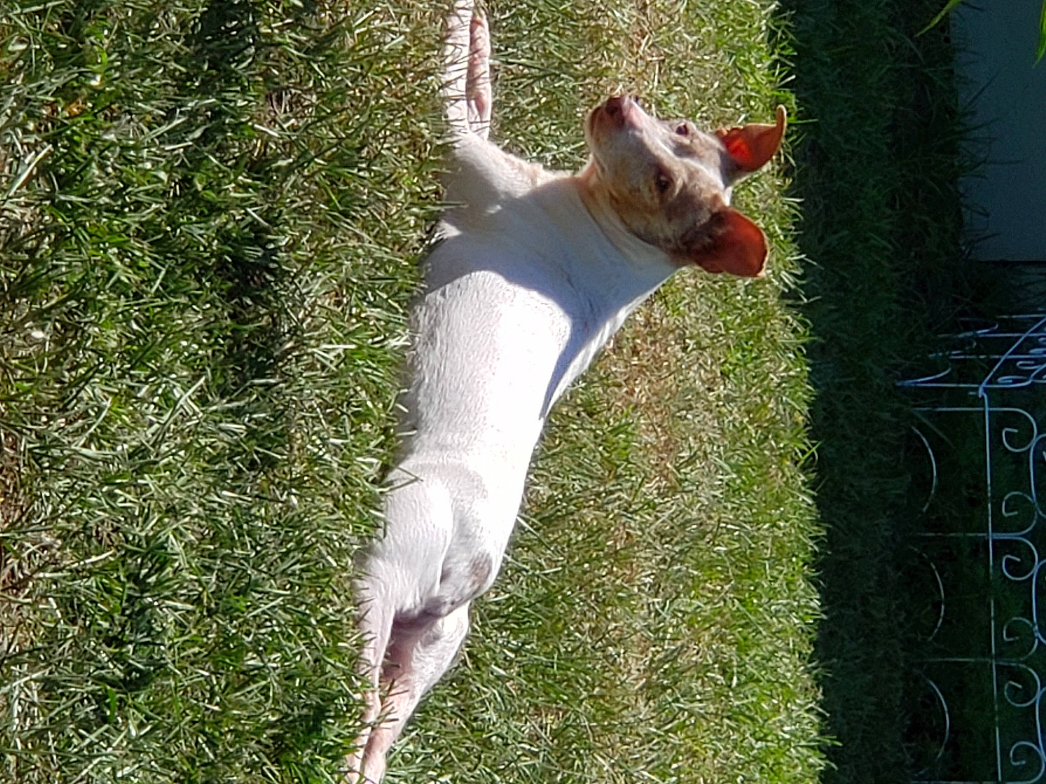 Bb Lynn joined the competition — help win amazing prizes! canidae, carnivore, companion_dog, dog, dog_breed, fawn, goats, grass, grass_family, livestock, non_sporting_group, pasture, plant, snout, sporting_group, tail, terrestrial_animal, terrier, working_animal