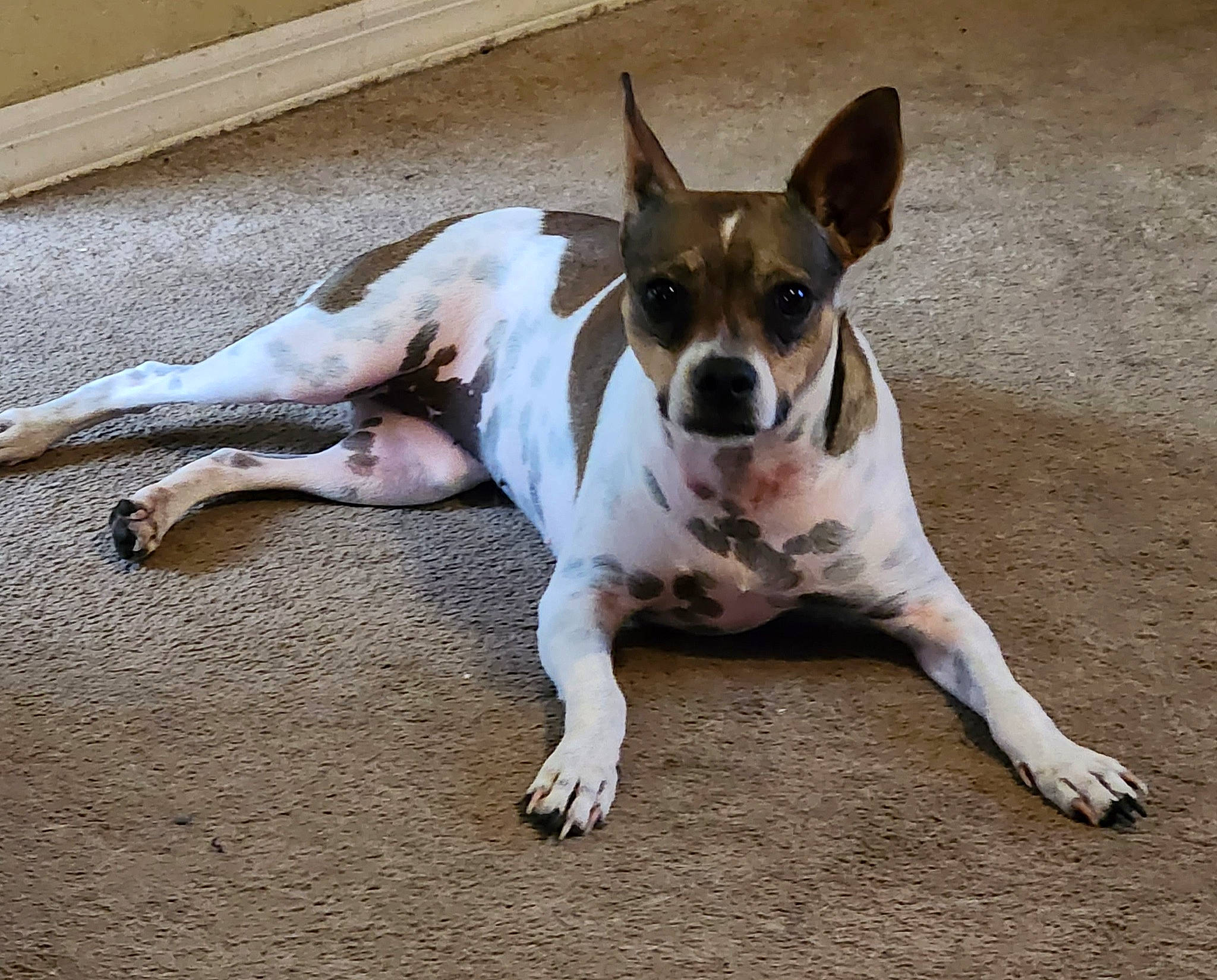 Snickers is registered to the contest to win money with this photo: canidae, carnivore, collar, companion_dog, dog, dog_breed, dog_supply, fawn, irishjacks, non_sporting_group, paw, sporting_group, street_dog, tail, terrestrial_animal, terrier, toy_dog, whiskers, wood, working_animal