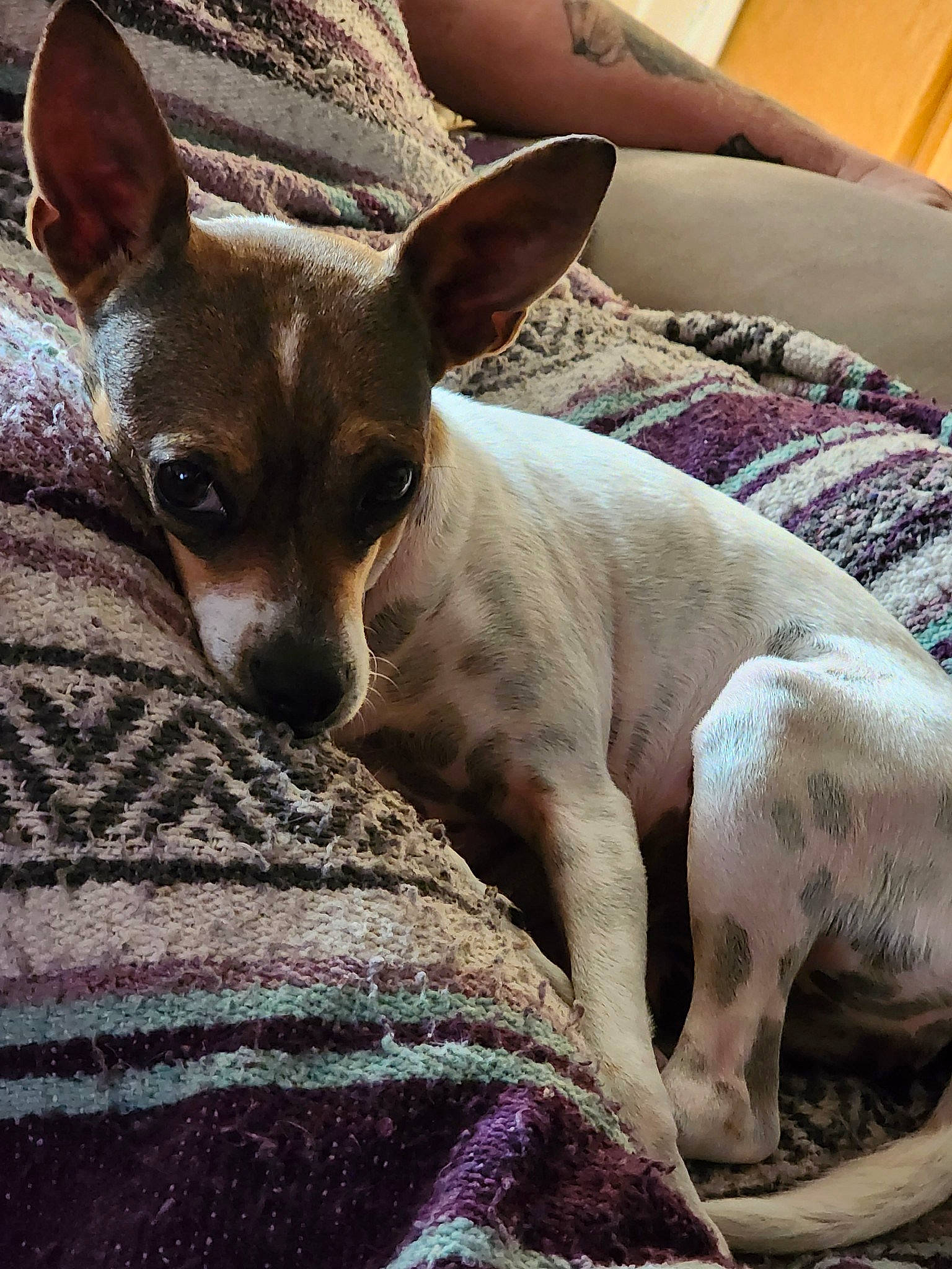 Snickers joined the competition — help win amazing prizes! canidae, carnivore, chihuahua, comfort, companion_dog, corgi_chihuahua, couch, dog, dog_breed, ear, fawn, linens, prazsky_krysarik, russkiy_toy, snout, sporting_group, terrestrial_animal, toy_dog, whiskers, working_animal