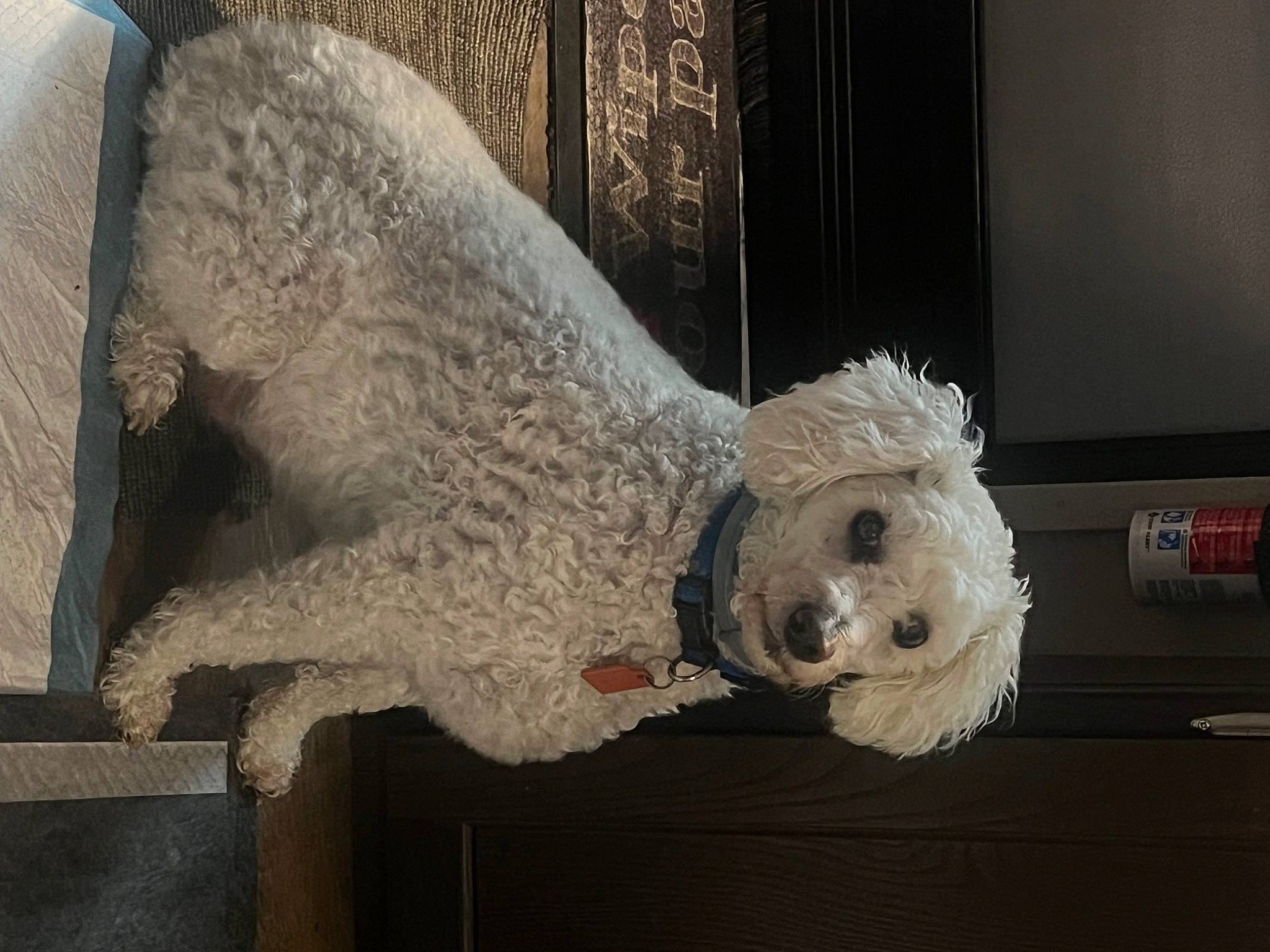 Turbo is registered to the contest to win money with this photo: art, carnivore, carving, companion_dog, costume, costume_design, dog, dog_breed, door, event, fur, grey, metal, sculpture, snout, sporting_group, statue, toy, wing, wood